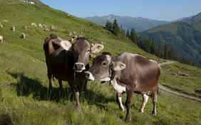 Die Kühe fühlen sich besonders wohl auf ihrer Weide. - Foto: Ingo Wandmacher